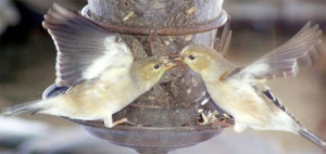 Las aves y el amor